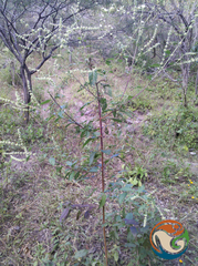 Asterohyptis stellulata