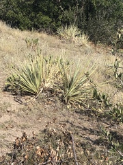 Yucca glauca
