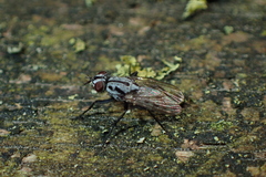 Eustalomyia hilaris
