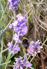 Bombus lapidarius