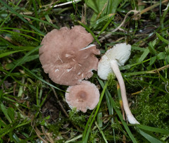 Calocybe carnea