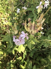 Saponaria officinalis
