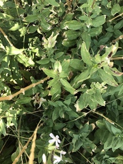 Saponaria officinalis
