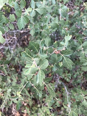 Rhus trilobata