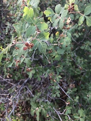 Rhus trilobata