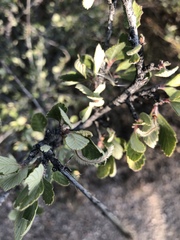 Cercocarpus montanus