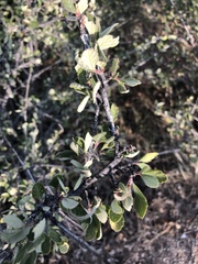 Cercocarpus montanus