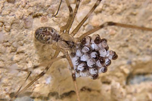 Marbled Cellar Spider, photo 7 of 9