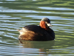 Tachybaptus ruficollis