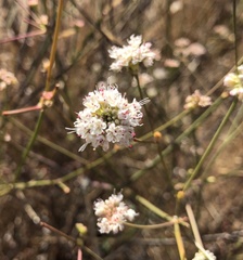 Eriogonum nudum auriculatum