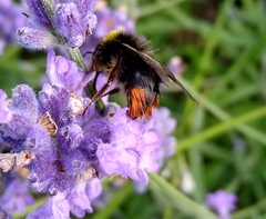 Bombus lapidarius