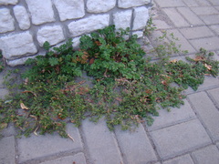 Potentilla tobolensis
