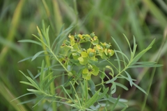 Euphorbia virgata