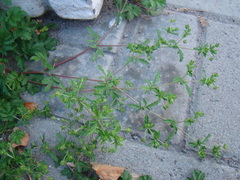 Potentilla tobolensis