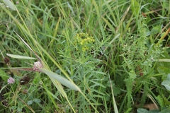 Euphorbia virgata