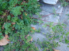 Potentilla tobolensis
