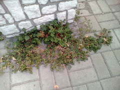 Potentilla tobolensis