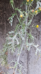 Golovinomyces fischeri