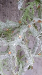 Golovinomyces fischeri