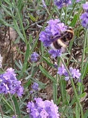 Bombus lucorum
