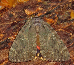 Catocala umbrosa