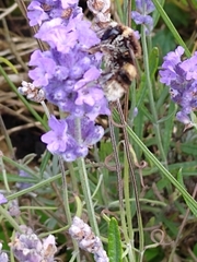 Bombus lucorum