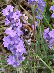 Bombus lucorum
