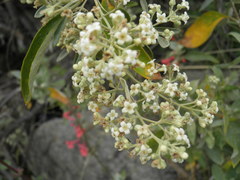 Buddleja parviflora