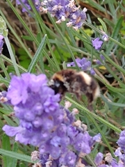 Bombus lucorum