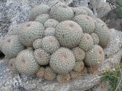 Coryphantha recurvata recurvata