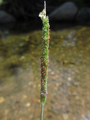 Alopecurus aequalis aequalis