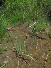 Alopecurus aequalis aequalis