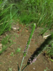 Alopecurus aequalis aequalis