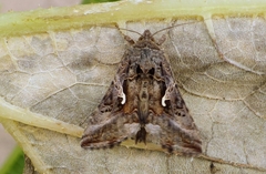 Autographa gamma