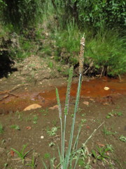 Alopecurus aequalis aequalis