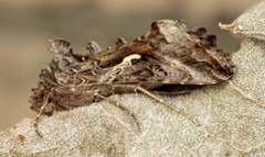 Autographa gamma