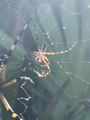 Argiope aurantia image