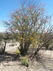 Fouquieria macdougalii