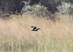 Nettapus auritus
