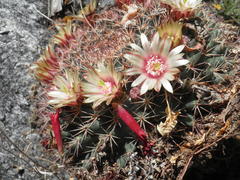 Mammillaria miegiana