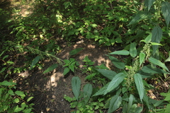 Urtica galeopsifolia