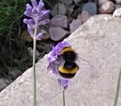 Bombus