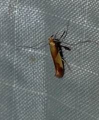 Caloptilia superbifrontella