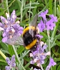 Bombus