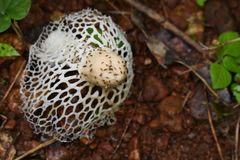 Phallus atrovolvatus