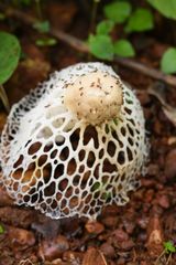 Phallus atrovolvatus