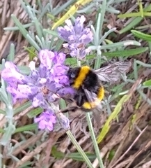 Bombus