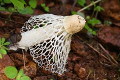 Phallus atrovolvatus