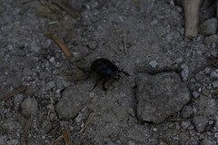 Trypocopris vernalis