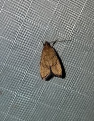 Psilocorsis quercicella